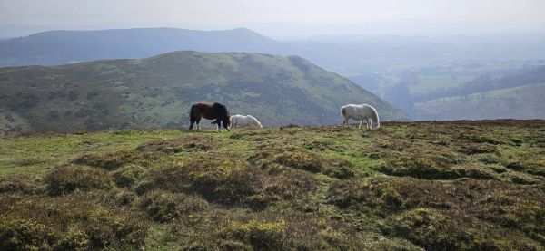 Long Mynd Yearlet with ponies